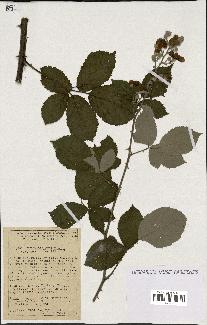 spécimen de Rubus gilloti