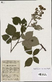 spécimen de Rubus gilloti