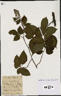 spécimen de Rubus procerus