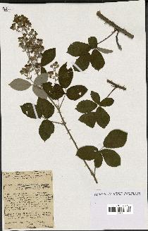 spécimen de Rubus tomentosus