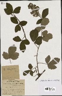 spécimen de Rubus tomentosus