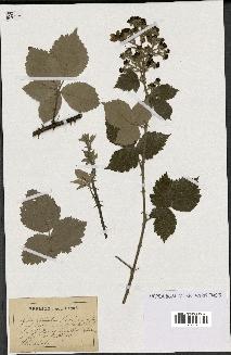 spécimen de Rubus tomentosus