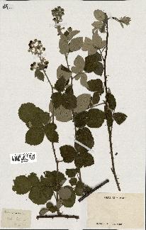 spécimen de Rubus tomentosus