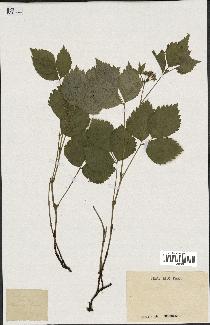 spécimen de Rubus saxatilis