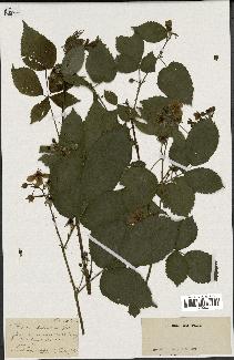 spécimen de Rubus sulcatus