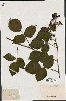 spécimen de Rubus sp.