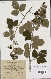 spécimen de Rubus linkianus