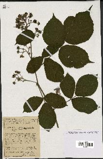spécimen de Rubus tereticaulis