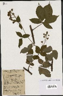 spécimen de Rubus thyrsoideus