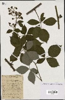 spécimen de Rubus thyrsoideus