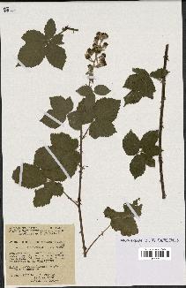 spécimen de Rubus tomentosus x ulmifolius