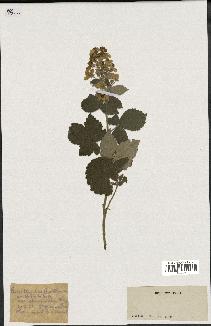 spécimen de Rubus tomentosus