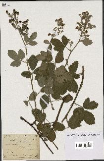 spécimen de Rubus tomentosus
