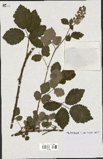 spécimen de Rubus tomentosus