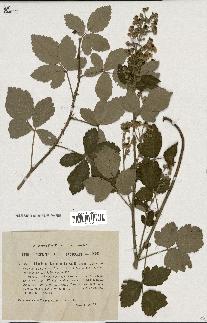 spécimen de Rubus tomentosus