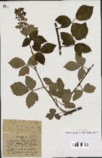spécimen de Rubus tomentosus