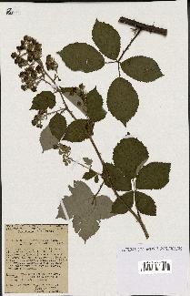 spécimen de Rubus thyrsoideus