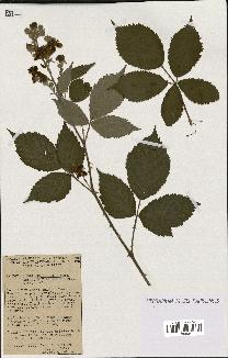 spécimen de Rubus thyrsoideus