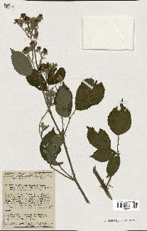 spécimen de Rubus thyrsoideus