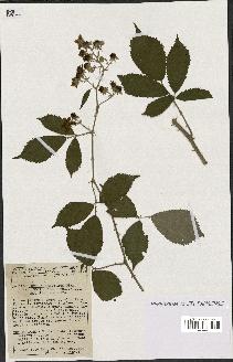 spécimen de Rubus thyrsoideus