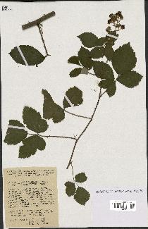 spécimen de Rubus thyrsoideus