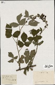 spécimen de Rubus thyrsoideus