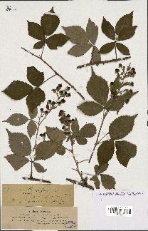 spécimen de Rubus thyrsoideus