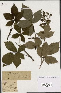 spécimen de Rubus thyrsoideus