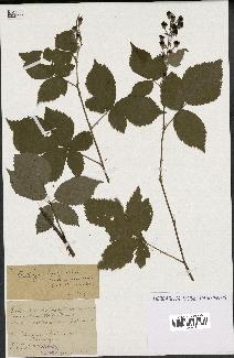 spécimen de Rubus thyrsoideus