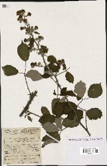 spécimen de Rubus ulmifolius