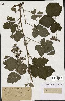 spécimen de Rubus ulmifolius