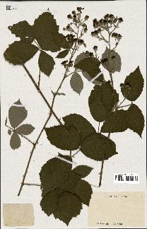 spécimen de Rubus ulmifolius