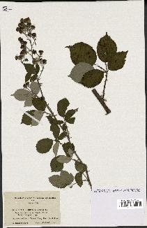 spécimen de Rubus ulmifolius