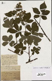 spécimen de Rubus ericetorum