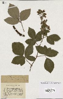 spécimen de Rubus thyrsoideus