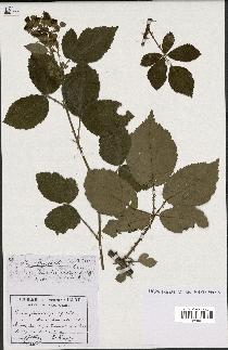 spécimen de Rubus thyrsoideus