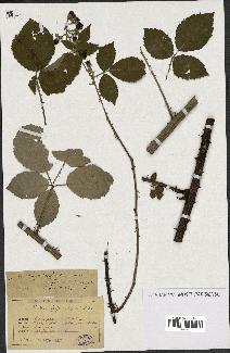 spécimen de Rubus thyrsoideus