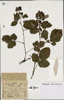 spécimen de Rubus thyrsoideus