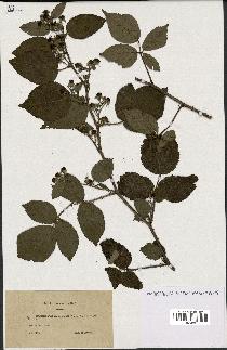 spécimen de Rubus thyrsoideus