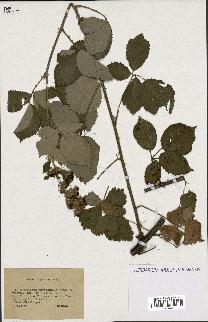 spécimen de Rubus thyrsoideus