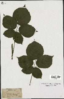 spécimen de Rubus sp.
