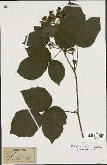 spécimen de Rubus sp.