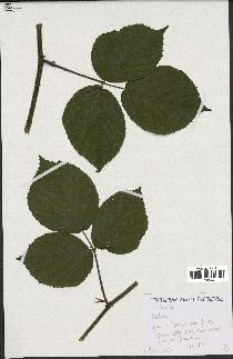 spécimen de Rubus sp.