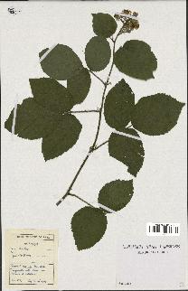 spécimen de Rubus sp.