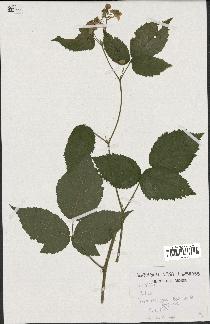 spécimen de Rubus sp.