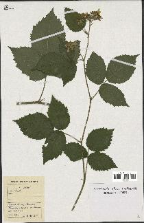 spécimen de Rubus sp.