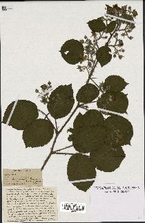 spécimen de Rubus sp.
