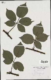 spécimen de Rubus radula