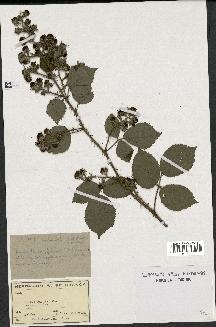 spécimen de Rubus radula