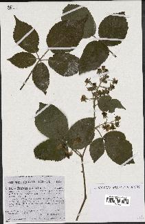 spécimen de Rubus pallidus